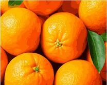 Яркие апельсины