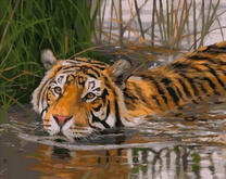 Тигр прохлаждается в озере