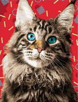 Голубоглазый Мейн Кун 