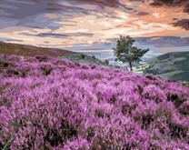 Поляна лаванды в холмистой местности