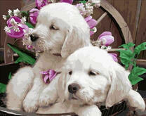 Милые белые щенки