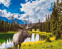 Благородный олень у горного озера