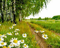 Ромашки у дороги