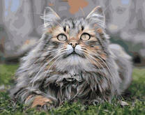 Серый большой кот