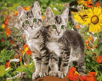 Два полосатых котёнка в цветущем саду