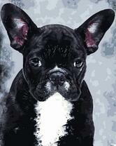 Черный французский бульдожек