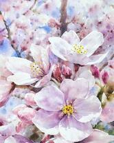 Цветение вишни