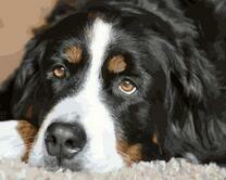 Портрет пса с грустными глазами