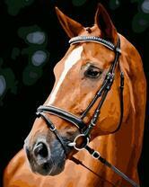 Конь с белой звездой на лбу