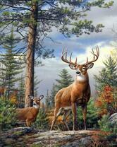 Два оленя в хвойном лесу