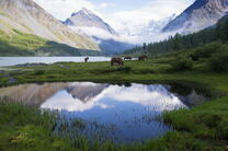 Лошади у горного озера