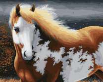 Лошадь с красивым окрасом