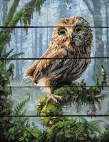 Совёнок в густом лесу