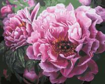 Цветущий кустик пионовидных роз