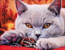 Серая хитрая кошечка