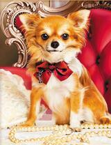 Милый песик с бантиком на кресле