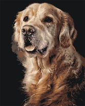 Длинношерстый лабрадор крупным планом