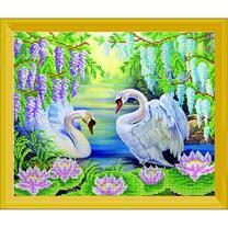 Лебеди на весеннем озере с лотосами