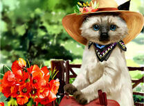 Сиамская кошка