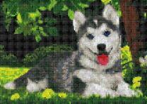 Маленький хаски на летней травке