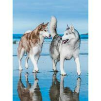 Две довольные лайки на берегу озера