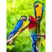 Яркие попугаи на ветке