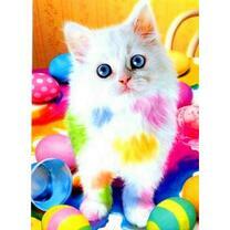 Белый котенок в разноцветных красках