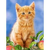 Рыженький котёнок на голубом фоне