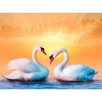 Пара лебедей на фоне оранжевого неба