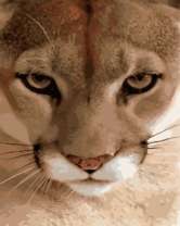 Хищный взгляд пумы