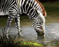 Красивая зебра у водопоя