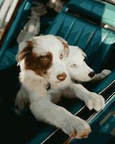 Милые собачки в машине