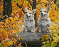 Пара жизнерадостных пемброков