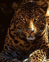 Суровый вид леопарда