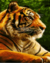 Большой задумчивый тигр