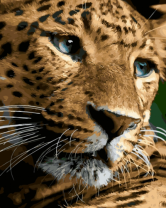 Серьёзный леопард