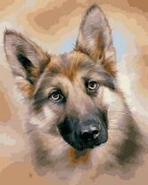 Любопытный взгляд овчарки