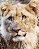 Милый молодой лев