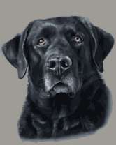 Черный лабрадор