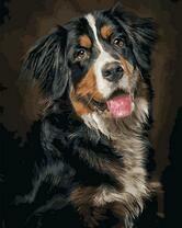 Бернский зенненхунд