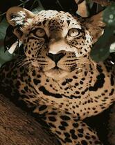 Леопард на ветке дерева в листьях