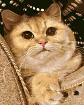 Большой кот в сумке-переноске