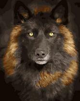 Чёрный волк в рыжих подпалинах