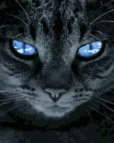 Отражение неба в голубых глазах кота