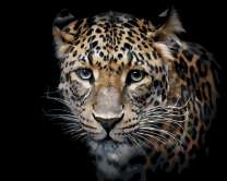 Грозный леопард на черном фоне