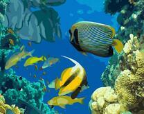 Тропические рыбки у кораллового рифа