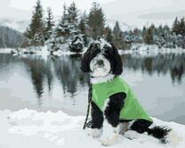 Щенок на берегу снежного озера