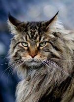 Большой серый Мейн-кун