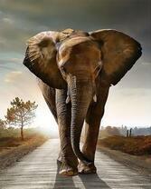 Слон идет по дороге