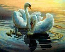 Белые лебеди на зеркальном озере